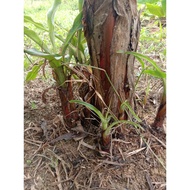 Anak pokok pisang emas  #hanyayangfresh