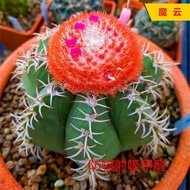 [92% Praise Rate] Real Life Magic Cloud Size About 6cm No Clouds Magic Clouds Fairy Ball 4.7