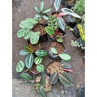 ◈❁♙Available live plants for sale Calathea variety
