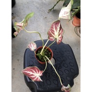 Rare Thai Hybrid Caladium