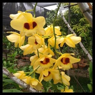 Tanaman Hias Anggrek Dendrobium - Tanaman Hias Hidup - Bunga Hidup -