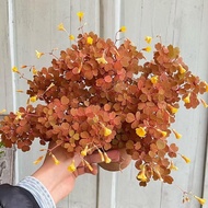 日本熔岩酢漿草彩葉盆栽多年生耐熱耐寒植物觀葉陽台新手易養花卉