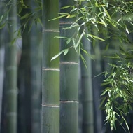 เมล็ดพันธุ์ ไผ่โมโซ ไผ่หนังจีน ไผ่ญี่ปุ่น moso bamboo 30 เมล็ด เมล็ดพันธุ์นำเข้า