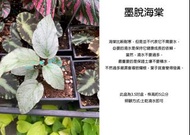 心栽花坊-墨脫海棠/觀葉海棠/觀葉秋海棠/3吋盆/綠化植物/室內植物/觀葉植物/售價200特價150