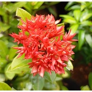 ANOR - Anak pokok ixora/siantan/jejarum ros merah/ Red ixora rose live plant