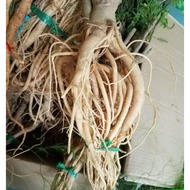Whole fresh polyscias fruticosa root 3kg (New peach order)