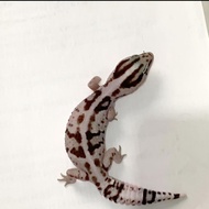 AFT African Fat Tailed Gecko