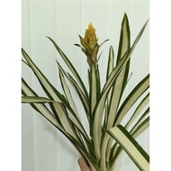 bromeliad guzmania Yellow Variegated
