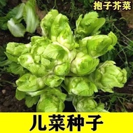 Cabbage Seeds Hug Seeds Mustard Vegetable Seeds Chongqing Vegetable Seeds Vegetable Seeds Southern A
