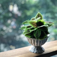 質感提升 皺葉冷水花苔球 | 居家辦公好夥伴 WFH