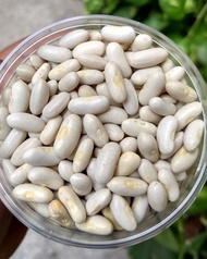 White Rajma – White Kidney Beans (ถั่วขาว)  500g.