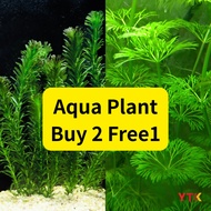 Egeria densa / Limnophila sessiliflora｜Easy Aquarium Plants｜Fast Growing｜Freshwater Plants｜水草