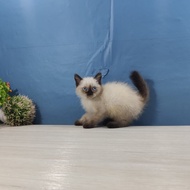 Kucing persia himalaya blue eyes / mata biru 2,5 bulan