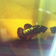 Ikan Cupang Avatar Vampire Cooper Top Grade