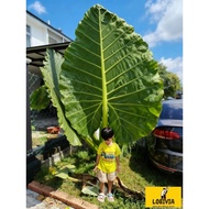 Pokok keladi telinga gajah Keladi Gajah Giant allocasia