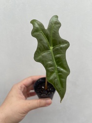 海芋苗 諾比海芋 魚骨海芋 觀音蓮 海芋 天南星科 室內盆栽 網紅熱植 禮物 辦公室 家居擺設 觀葉植物 種植 pot Alocasia nobilis indoor plant gardening