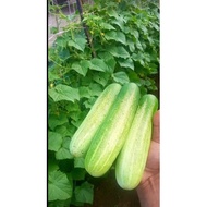 biji benih timun F1 hybrid. RM2 8seeds. cucumber f1 hybrid seeds.