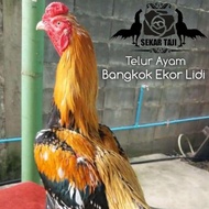 Mantap Telur Ayam Bangkok Hias Ekor Lidi Asli Thailand