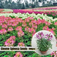 เมล็ด คุณภาพดี ราคาถูก เมล็ดพันธุ์แท้ 100% 200pcs ผักเสี้ยนฝรั่งคละสี Mixcolor Cleome Spinosa Seeds 