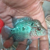 ikan hias louhan srd kamfa jantan jenong nonong besar 9-10 cm