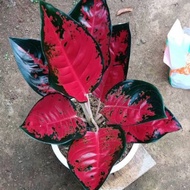 Terlaris tanaman hias aglonema suksom batik
