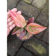 Sindo - Aglaonema Red Venus Plant   A Stunning Addition to Your Indoor Oasis