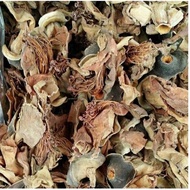 Bunga Mukmin - Ratu Pari - Bombax ceiba - Mullilavu 100gm