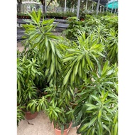 Dracaena Reflexa (Green).1-1.3meter height Can grow up to 12 inches in length. Free fertilizer and s