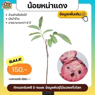 น้อยหน่าแดงอิสราเอล (Atemoya red israel) ผลไม้แปลก ไม้ผลเขตร้อน ต้นไม้ต่างประเทศ ต้นไม้แปลก