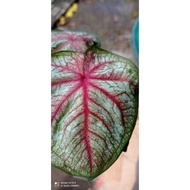 CALADIUM empress cantik
