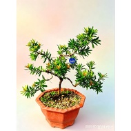 造型金雀舌罗汉松PODOCARPUS Gold Macrophyllus Plant