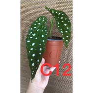 Begonia Maculata / Asam Batu maculata