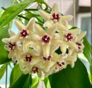 Hoya Buotii 波特毬蘭