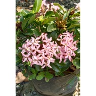 COMBO IXORA THAI - [3 COLOURS FOR RM27) 🌼ORANGE/PINK/WHITE🌼