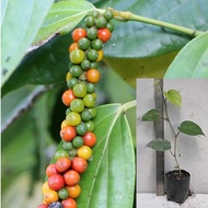 ♞,♘,♙Native Paminta | Black Pepper Live Plant | Rooted cuttings