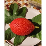 Anak pokok gac fruit matang木鳖果树苗Momordica