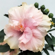 ハイビスカス（ニューロングライフ）：アドニスダブルホワイト 5号鉢植え