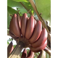 Anak Pokok Pisang Raja Udang
