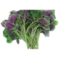 Baby Spinach Red Seeds 500pcs Fr SG