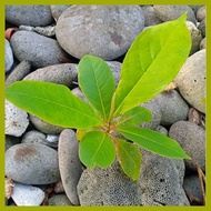 ☆ ┗ ♀ African Talisay seedling(1 pc.)