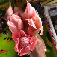 Bunga Kantan Masakan Fresh dari Kampung / Ginger Flower / Torch Lily / Bunga Laksa