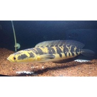 Channa Maru Yellow Sentarum 30cm Barbar