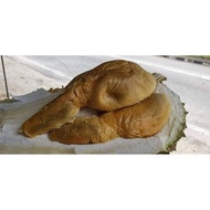 ANAK BENIH POKOK DURIAN TUPAI KING D214