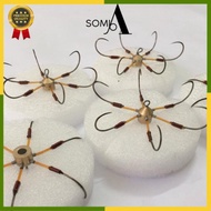 New product SOMIA fishing tackle six-four-legged copper bladev8lnzvay1qa