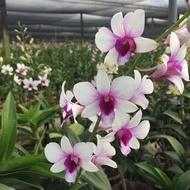 Dendrobium Orchid Hiang Beauty Potted Flower Plant - Fresh Gardening Indoor Plant Outdoor Plants for