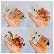 Insect Specimens Real Resin Small Ornaments Gifts Kindergarten Teaching Animals Development Soy Whea