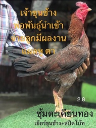 ไข่เชื้อไก่ชน ส.มีสุวรรณ100% ลูกเยียร์ขุนช้าง ร้านส่งไว