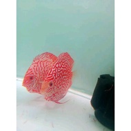 Packing Styrofoam discus pigeon checkerboard fish