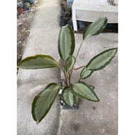 Pokok Keladi Philodendron