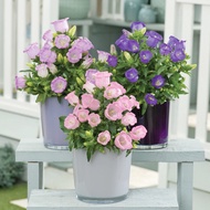 ☘️Campanula Seed Dwarf Campanula